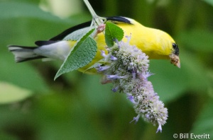 Male Goldfinch on Agastache