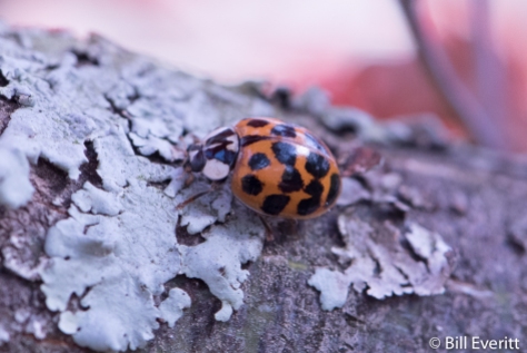 Ladybug on Japanese Maple