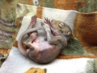 Orphaned Squirrel