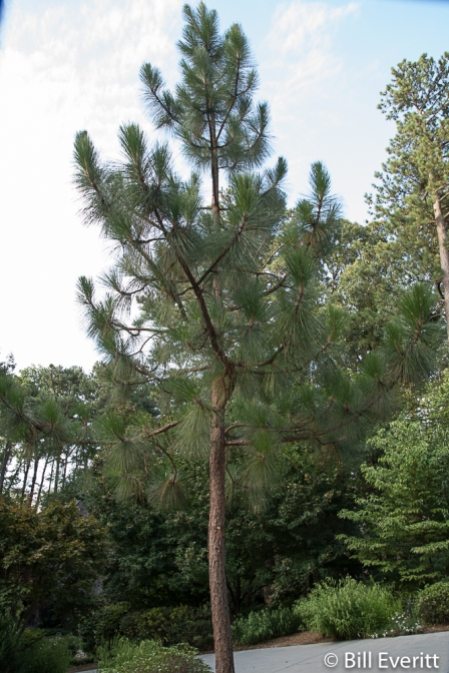 Longleaft Pine
