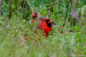Northern Cardinal - Cardinalis cardinalis State Botanical Garden, Athens, GA - April 13, 2016