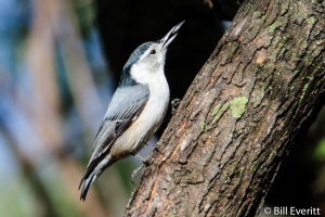 White-brested Nuthatch