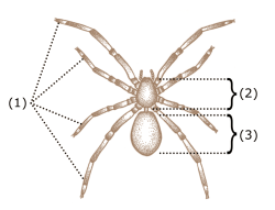 Spider-characteristics