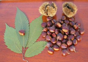 american-chestnut-leaves-and-nuts