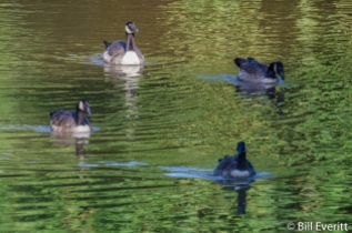 Canadian Geese on the South Fork