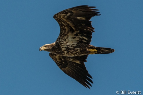 juvenile Bald eagle