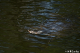 Florida Softshell Turtle on Horton Pond