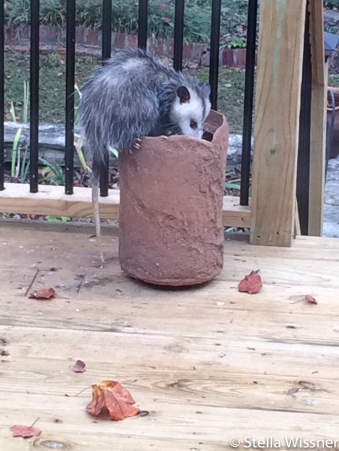 Possum looking for bird seed