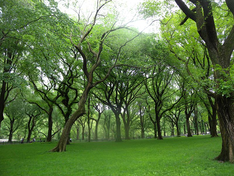 Elms in Central Park 2011