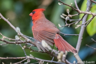 Northern Cardinal (male) - Cardinalis cardinalis