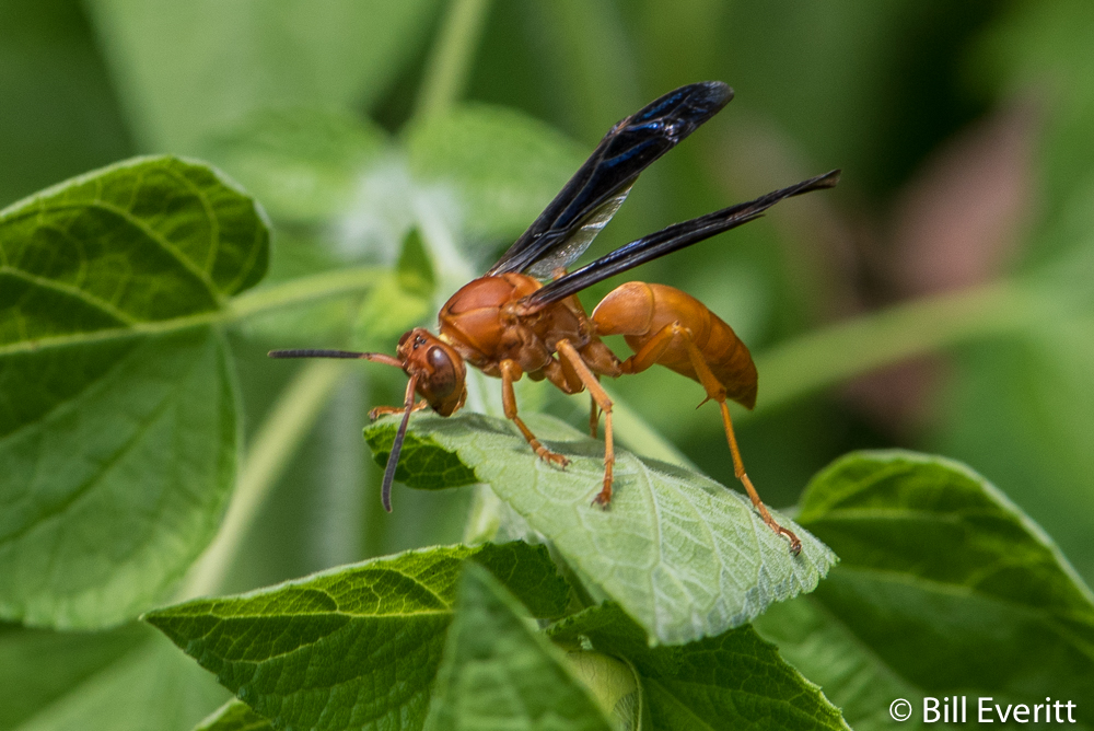 red wasp sting