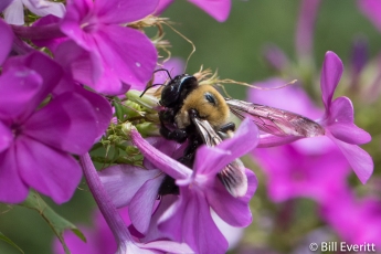 Native Bee on Phlox