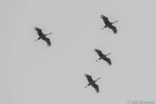 Migrating Sandhill Cranes