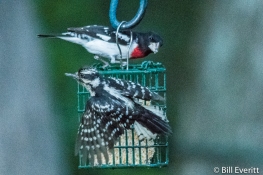 Rose-breasted Grosbeak and Downy Woodpecker